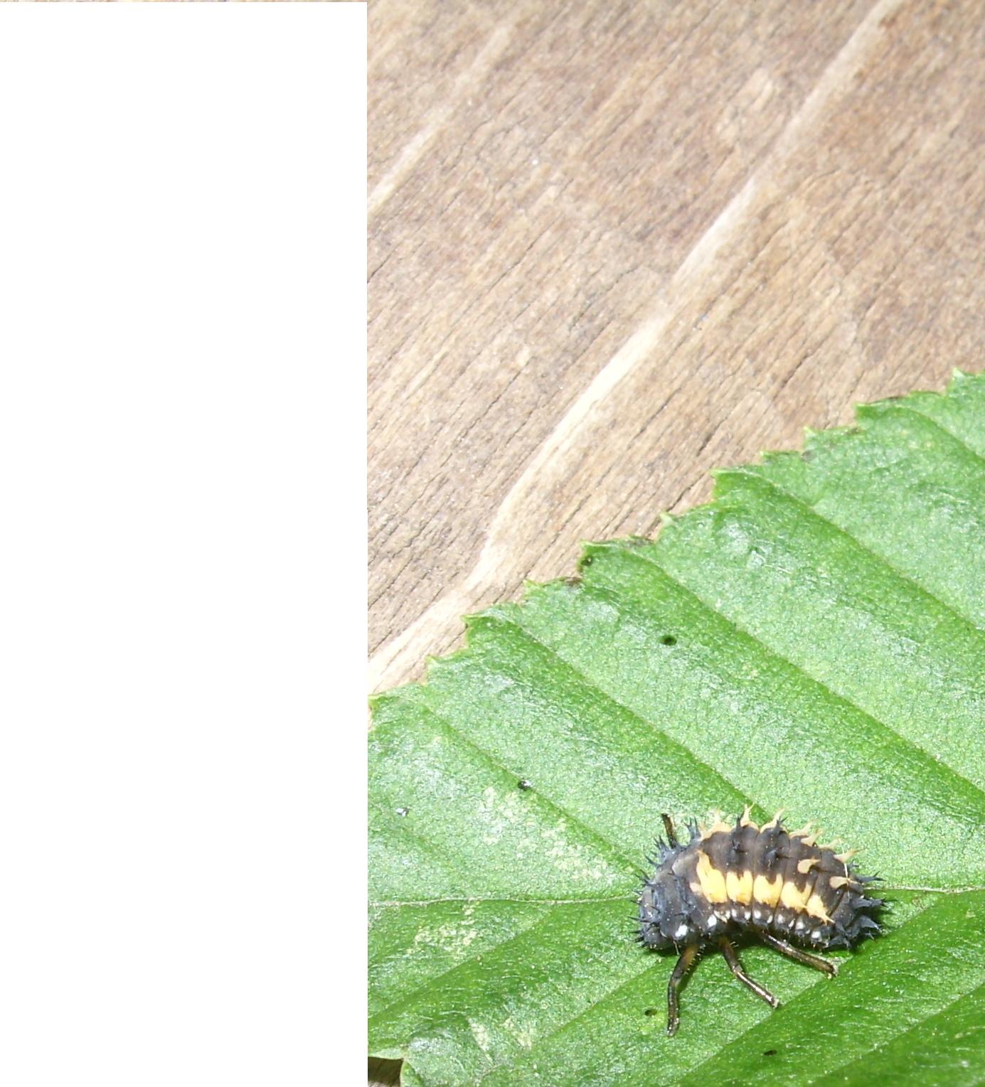 che animale ? Larva di Harmonia axyridis